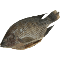 Whole Tilapia Fish (Frozen) (kg)