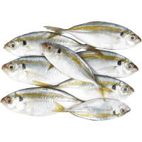 Yellow Stipe Trevally  16/20 (1kg)