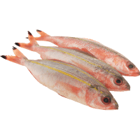 Red Tail Fusilier 6/10 (1kg)
