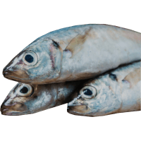 Whole Round Round Scad Fish (800g)