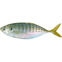 Yellowtail Mackerel WR 6/10 (1kg)