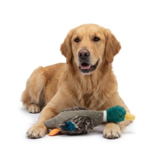 Pup & Purr Sir Duckworth Duck Dog Plush Toy - Large