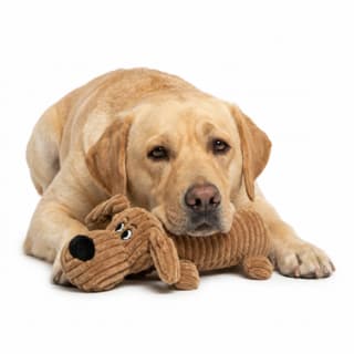 M-PETS Play Charly Dog Plush Toy - Medium