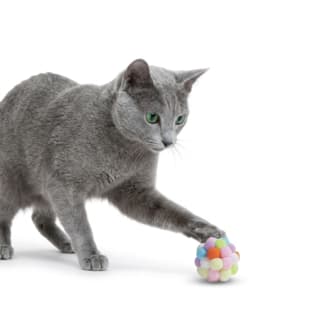 M-PETS Wonders Bubble Ball Cat Toy - Single Assorted Colour