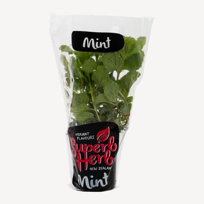 Mint Plant Small