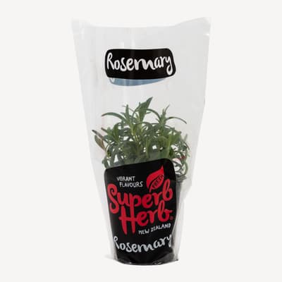 Rosemary Pot Plants