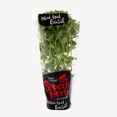Superb Herb Basil Mini Leaf Small Pot Plant