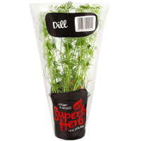 Dill Herb Pot (ea)