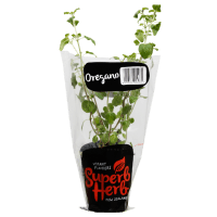 Oregano Herb Pot (ea)