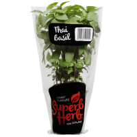 Thai Basil Pot (1pk)