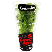 Coriander in Large Pot (1pk)