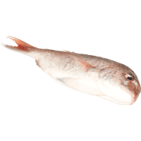 Dressed Snapper (kg)