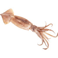 MD Squid Loligo Whole Frozen (kg)