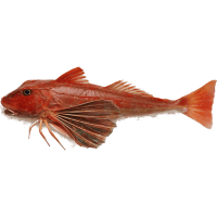 Whole Gurnard Line Caught (kg)