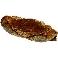 Whole Mud Crab (kg)