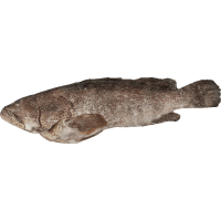 Whole Gutted Scaled Grouper (16kg)