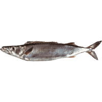 Fillets PPK Fresh NZ Gemfish (kg)