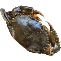 Whole Madagascar 200-300g Mud Crab (kg)