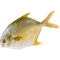 Whole 200/300 Golden Pompano (1kg)