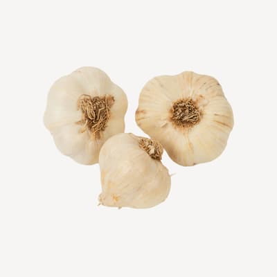 Garlic